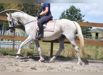 Other Breeds, Mare, 20 years, 15.3 hh, Grey