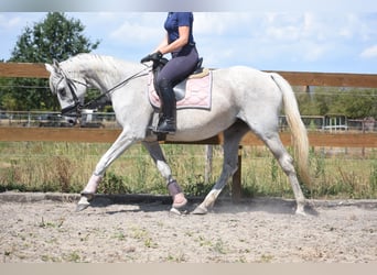 Other Breeds, Mare, 20 years, 15.3 hh, Grey