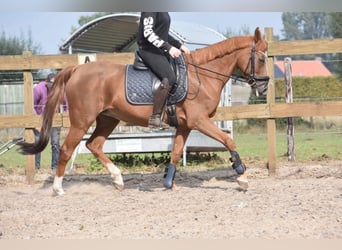 Other Breeds, Mare, 21 years, 14,3 hh, Chestnut-Red