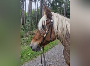 Other Breeds, Mare, 21 years, 15.2 hh, Dun