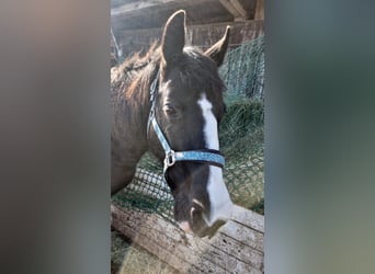 Other Breeds, Mare, 21 years, 15 hh, Black