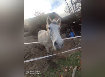 Other Breeds, Mare, 25 years, 12.2 hh, Grey-Dapple