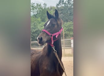 Other Breeds Mix, Mare, 2 years, 13,1 hh, Brown