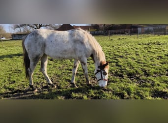 Other Breeds Mix, Mare, 2 years, 14.1 hh, Overo-all-colors