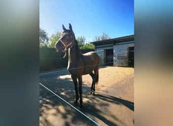 Other Breeds, Mare, 2 years, 14.2 hh, Brown