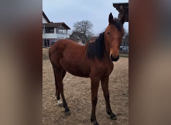 Other Breeds, Mare, 2 years, 14.2 hh, Brown