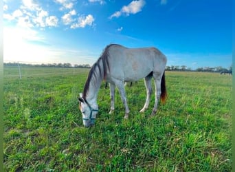 Other Breeds, Mare, 2 years, 14.2 hh, Grey