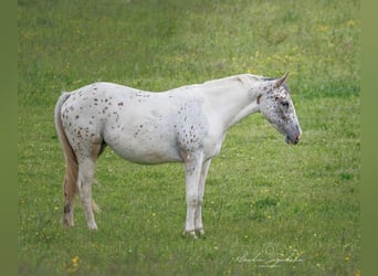 Other Breeds, Mare, 2 years, 15 hh, Leopard-Piebald