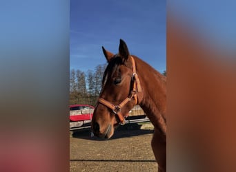 Other Breeds, Mare, 2 years, 15,2 hh, Brown