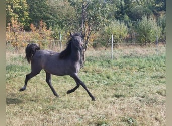 Other Breeds, Mare, 2 years