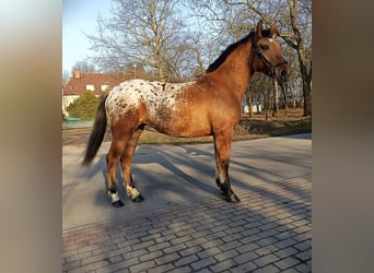 Other Breeds Mix, Mare, 2 years, Leopard-Piebald