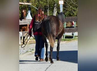 Other Breeds, Mare, 2 years, Smoky-Black