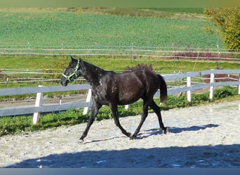 Other Breeds, Mare, 2 years, Smoky-Black