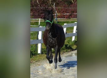Other Breeds, Mare, 2 years, Smoky-Black
