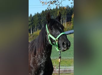 Other Breeds, Mare, 2 years, Smoky-Black