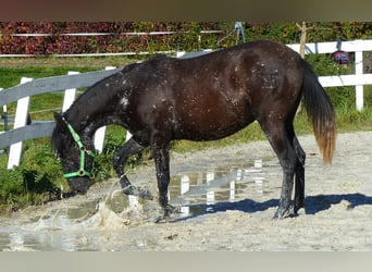 Other Breeds, Mare, 2 years, Smoky-Black