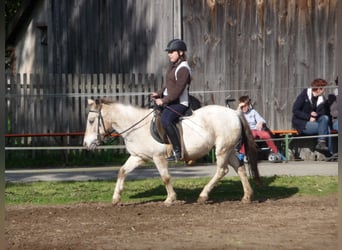 Other Breeds, Mare, 31 years, 12,1 hh, Dun