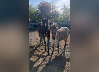 Other Breeds Mix, Mare, 3 years, 11.2 hh