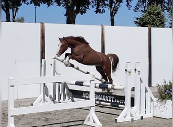 Other Breeds, Mare, 3 years, 12.1 hh
