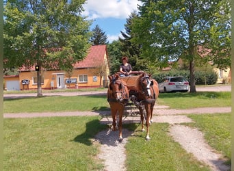 Other Breeds, Mare, 3 years, 12,3 hh, Chestnut-Red