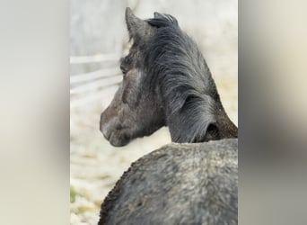 Other Breeds, Mare, 3 years, 12,2 hh, Grey-Dark-Tan