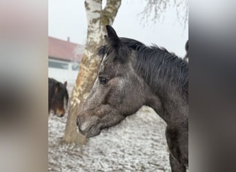 Other Breeds, Mare, 3 years, 12,2 hh, Grey-Dark-Tan