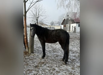 Other Breeds, Mare, 3 years, 12,2 hh, Grey-Dark-Tan