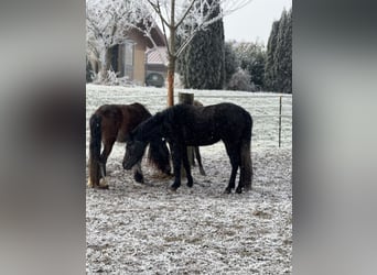 Other Breeds, Mare, 3 years, 12,2 hh, Grey-Dark-Tan