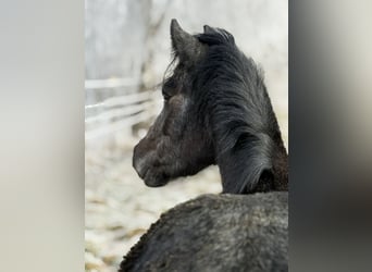 Other Breeds, Mare, 3 years, 12,2 hh, Grey-Dark-Tan