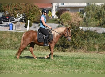 Other Breeds Mix, Mare, 3 years, 13.2 hh, Chestnut-Red