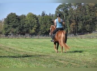 Other Breeds Mix, Mare, 3 years, 13.2 hh, Chestnut-Red