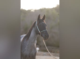 Other Breeds, Mare, 3 years, 13,2 hh, Roan-Blue