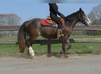 Other Breeds, Mare, 3 years, 14.2 hh, Brown