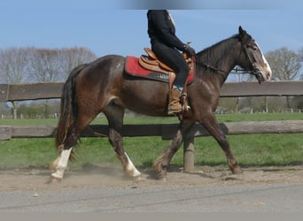 Other Breeds, Mare, 3 years, 14.2 hh, Brown