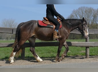 Other Breeds, Mare, 3 years, 14.2 hh, Brown