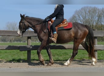 Other Breeds, Mare, 3 years, 14.2 hh, Brown