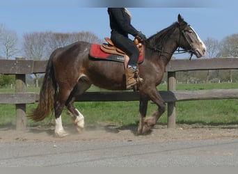 Other Breeds, Mare, 3 years, 14.2 hh, Brown