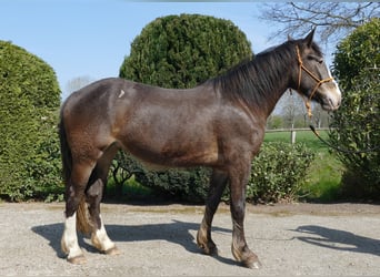 Other Breeds, Mare, 3 years, 14.2 hh, Brown