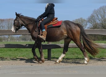Other Breeds, Mare, 3 years, 14.2 hh, Brown