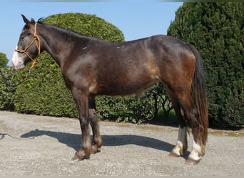 Other Breeds, Mare, 3 years, 14.2 hh, Brown