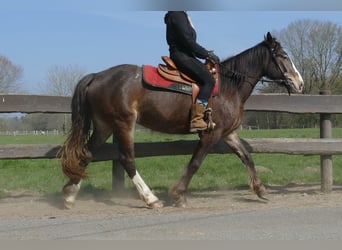 Other Breeds, Mare, 3 years, 14.2 hh, Brown