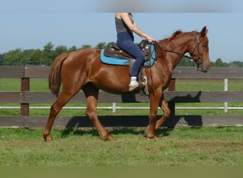 Other Breeds, Mare, 3 years, 14.2 hh, Chestnut-Red