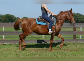 Other Breeds, Mare, 3 years, 14.2 hh, Chestnut-Red