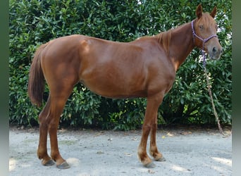 Other Breeds, Mare, 3 years, 14.2 hh, Chestnut-Red