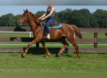 Other Breeds, Mare, 3 years, 14.2 hh, Chestnut-Red