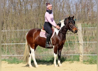 Other Breeds Mix, Mare, 3 years, 14.2 hh, Pinto