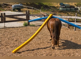 Other Breeds Mix, Mare, 3 years, 14.3 hh, Chestnut