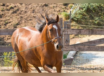 Other Breeds Mix, Mare, 3 years, 14.3 hh, Chestnut