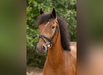 Other Breeds, Mare, 3 years, 14,1 hh, Bay-Dark