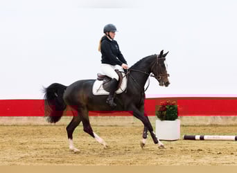 Other Breeds, Mare, 3 years, 14,2 hh, Bay-Dark